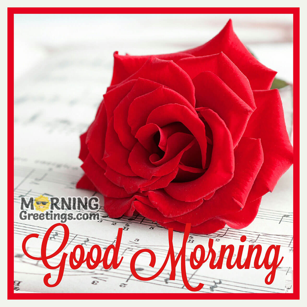 Awe-inspiring Collection of 999+ Good Morning Images with Rose Flowers ...