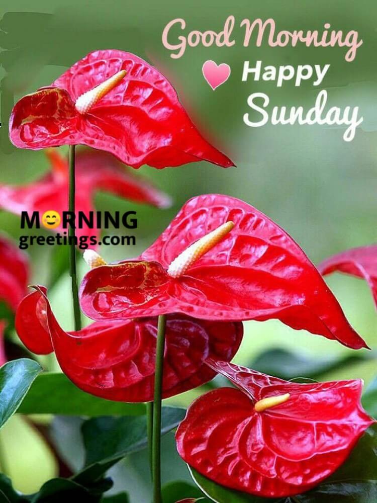 40 Wonderful Happy Sunday Morning Images - Morning Greetings – Morning