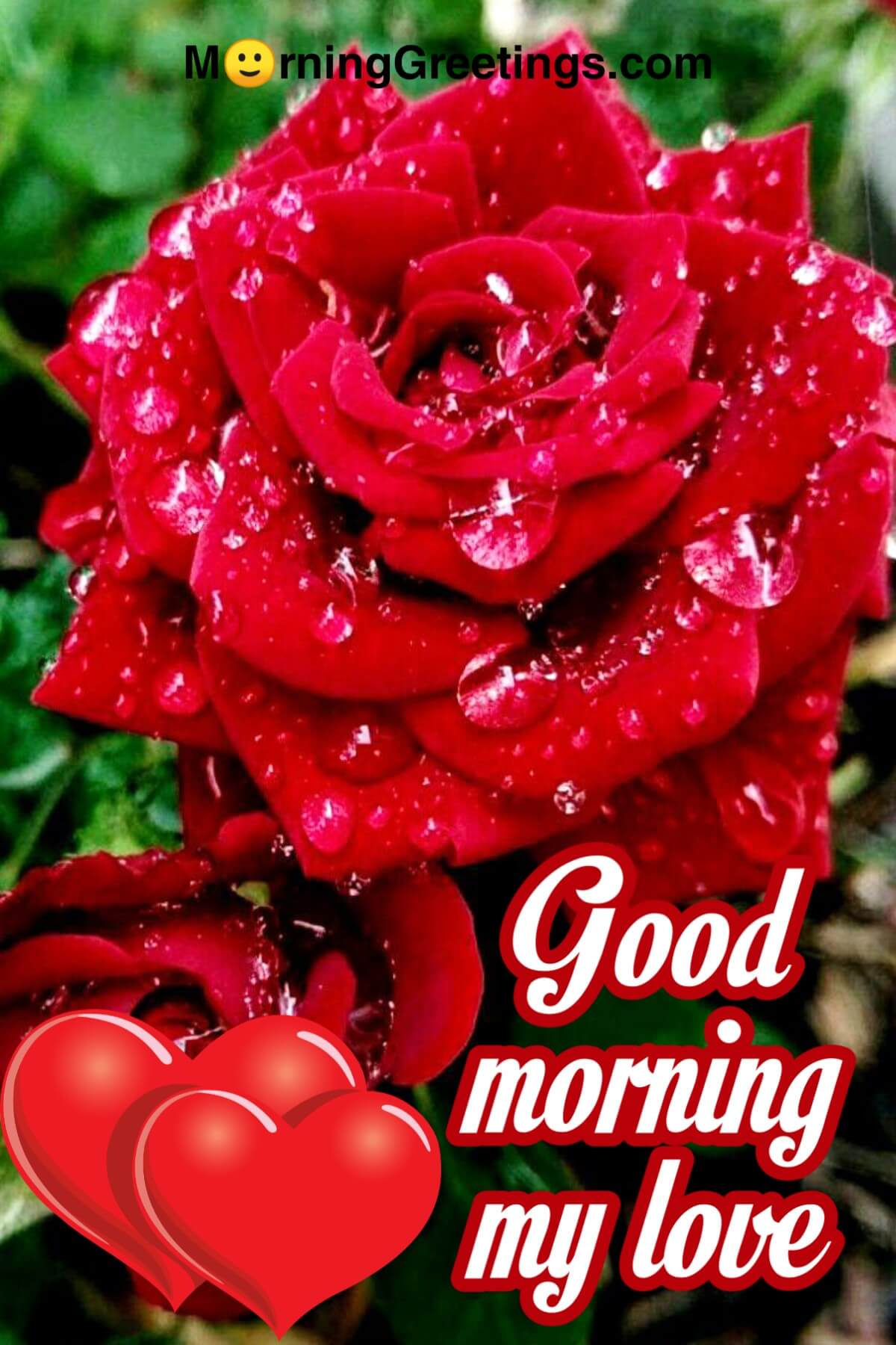 good morning beautiful rose