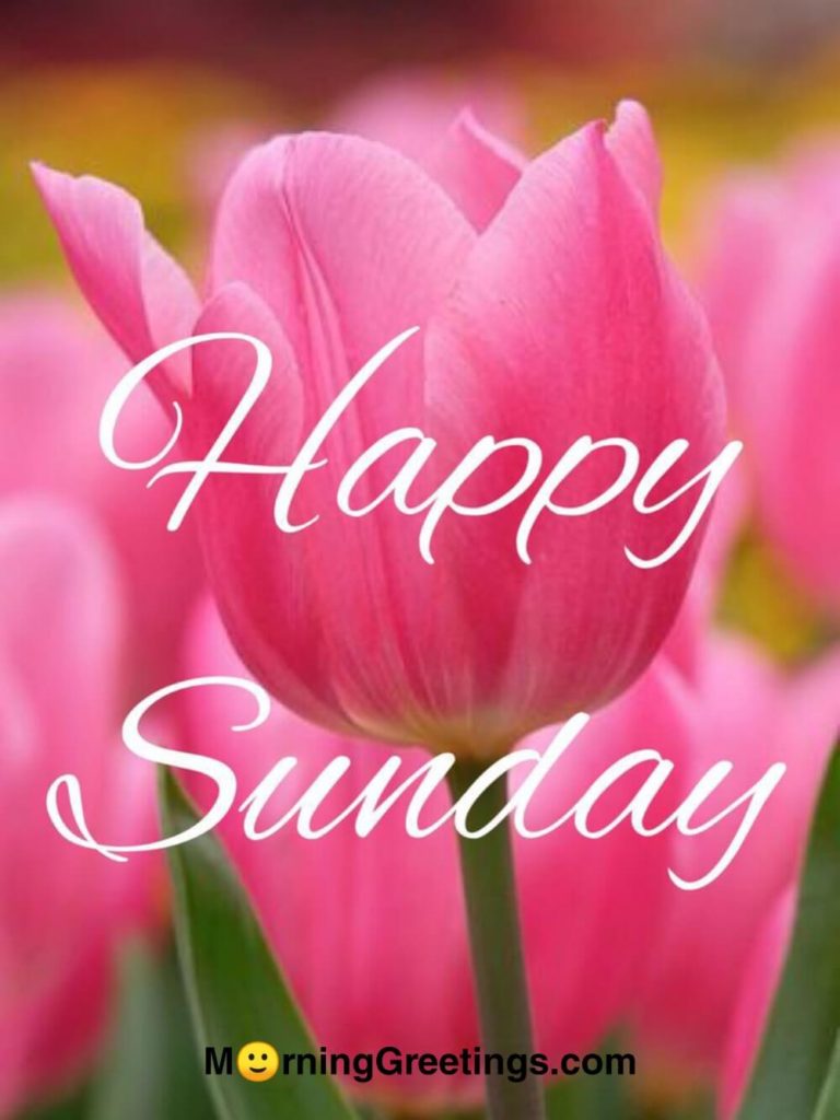 40 Wonderful Happy Sunday Morning Images Morning Greetings Morning Quotes And Wishes Images