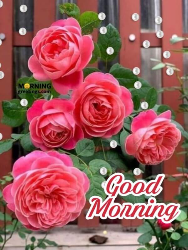 51 Good Morning Wishes With Rose - Morning Greetings – Morning Quotes ...