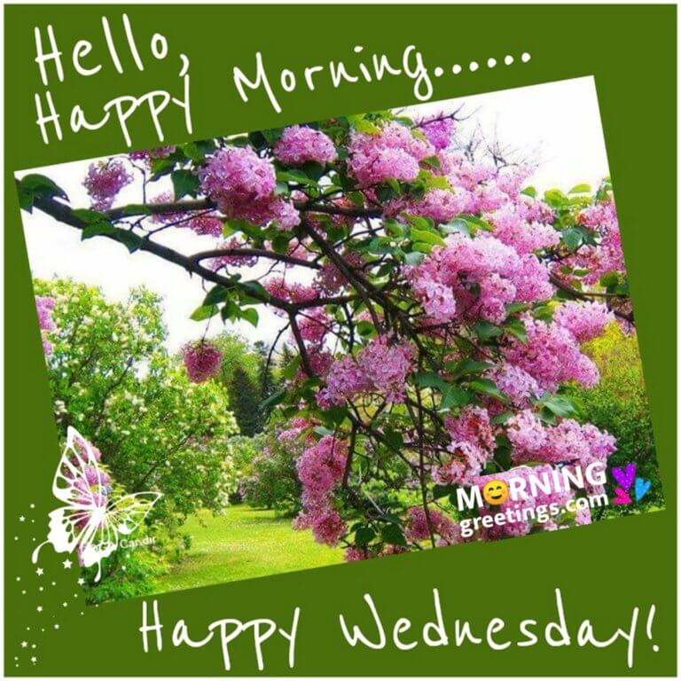 50 Good Morning Happy Wednesday Images - Morning Greetings – Morning ...