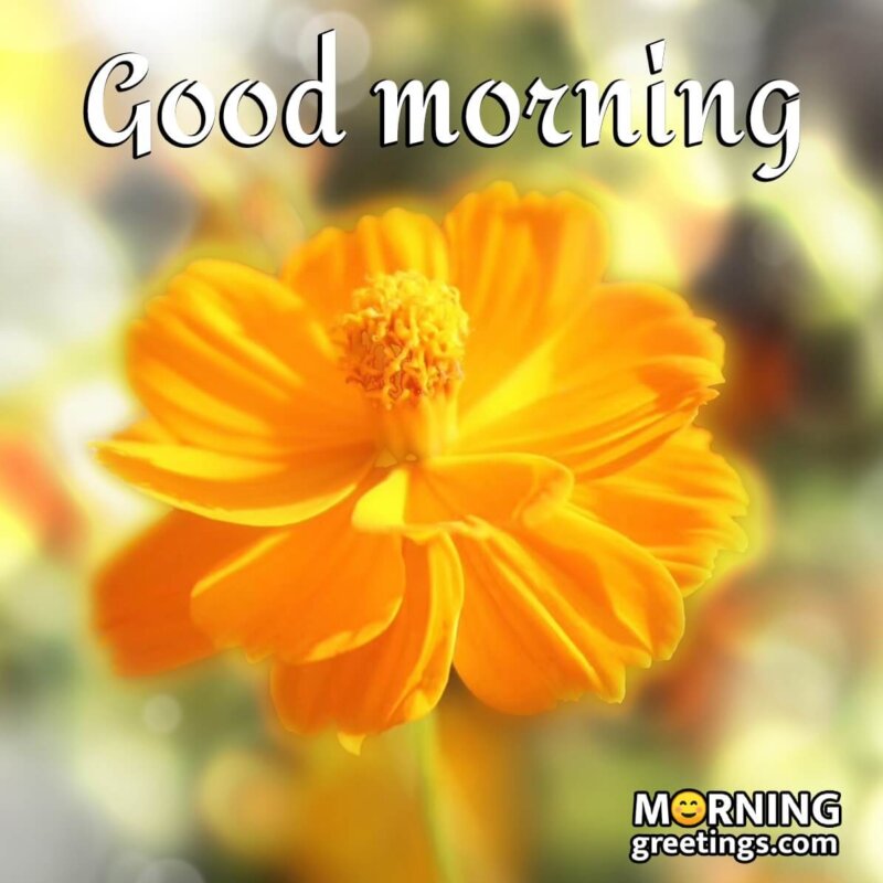 65 Good Morning Images With Flowers - Morning Greetings – Morning ...