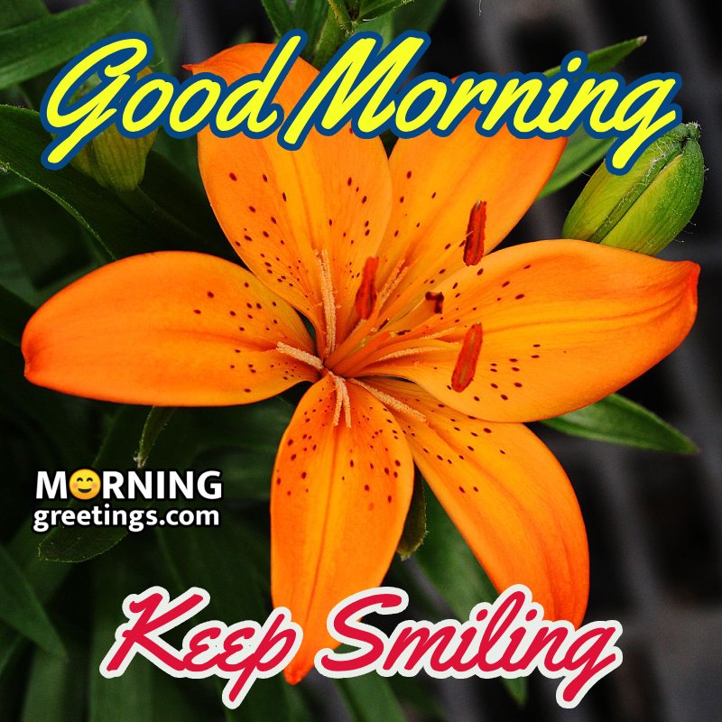 Good Morning Flower Greeting Image