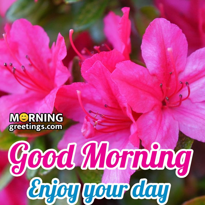 Good Morning Pink Flower Image