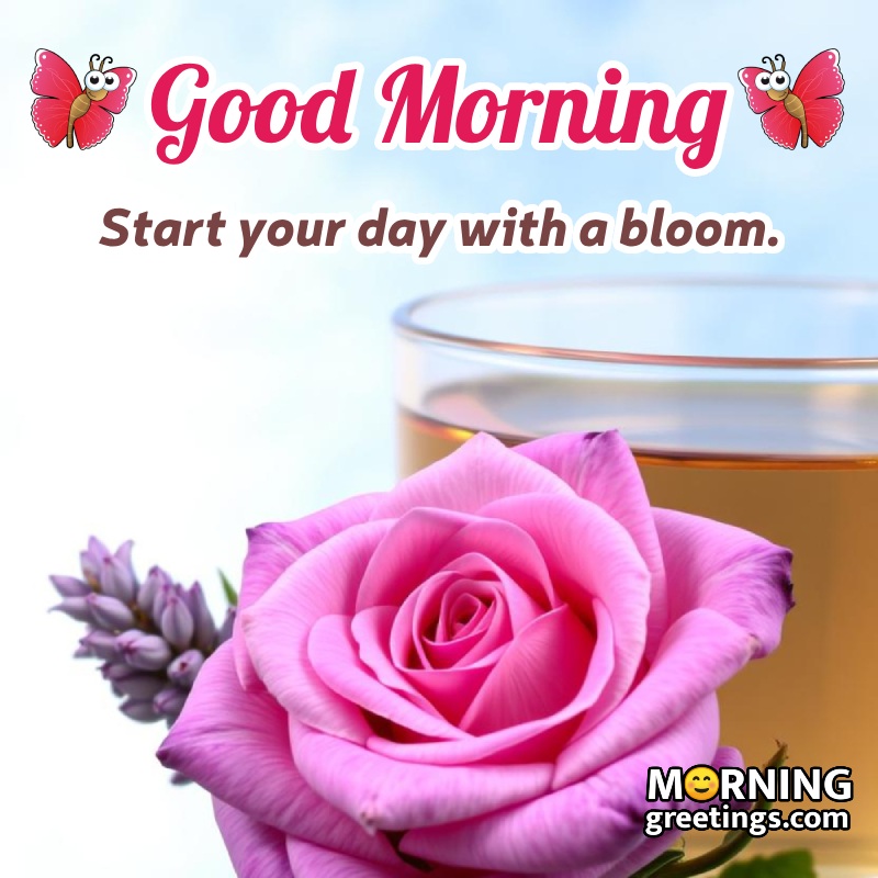 Morning Best Pink Rose Wishing Picture