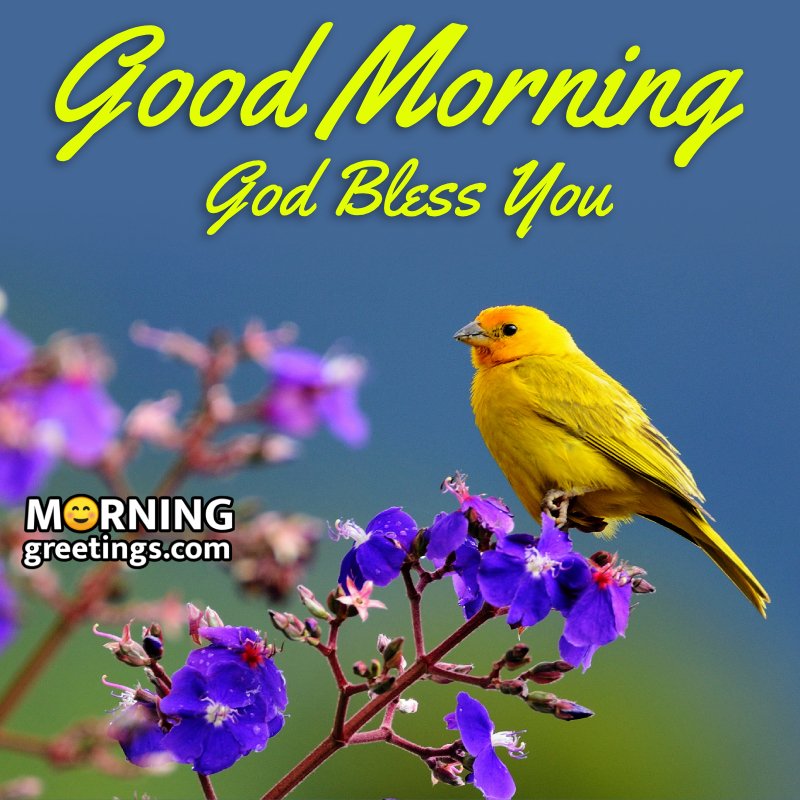 Morning Flower Bird Greeting Pic