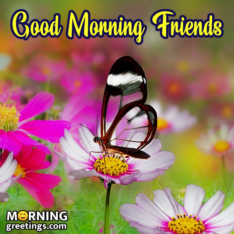 Morning Flower Friends Photo