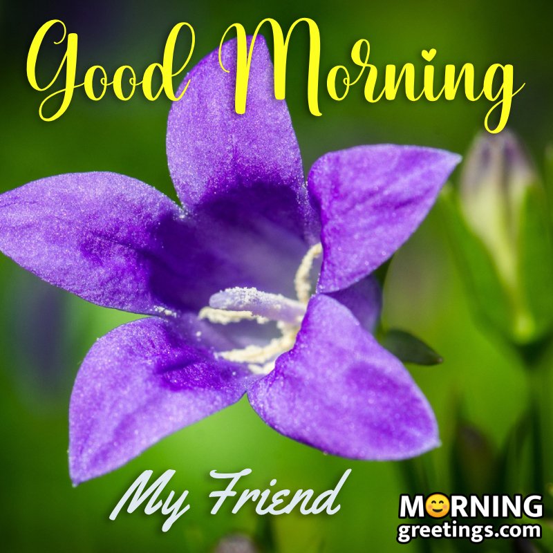 Morning Flower My Friend Photo