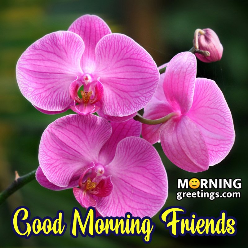 Morning Pink Flower Best Status Pic