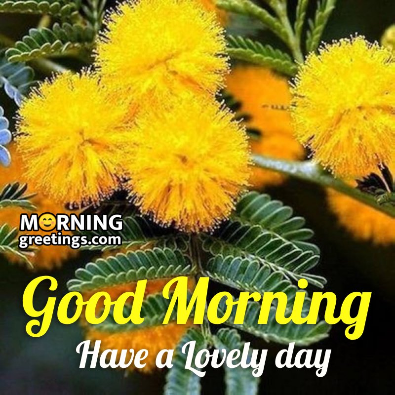 Yellow Flower Morning Images