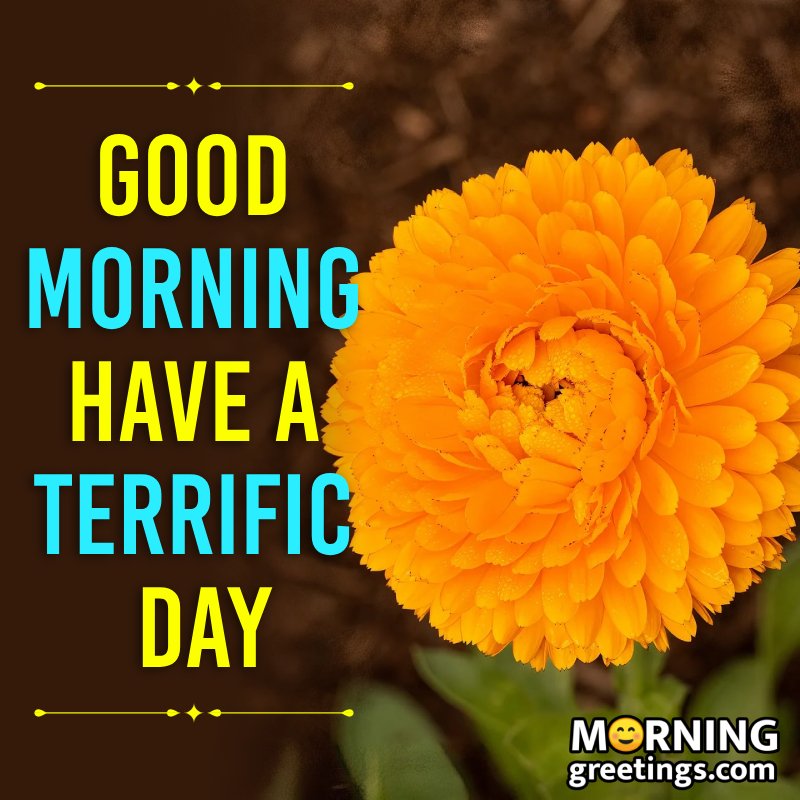 Yellow Flower Morning Pic