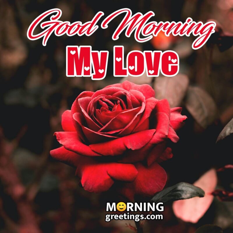Good Morning Wishes With Rose Images - Morning Greetings – Morning ...