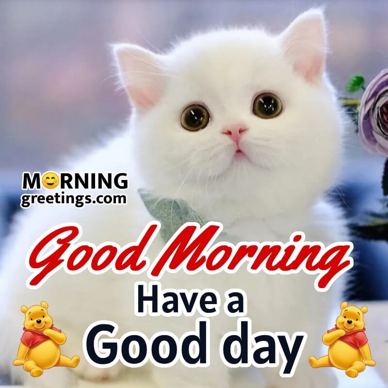 Adorable Good Morning Cat Greetings to Start Your Day