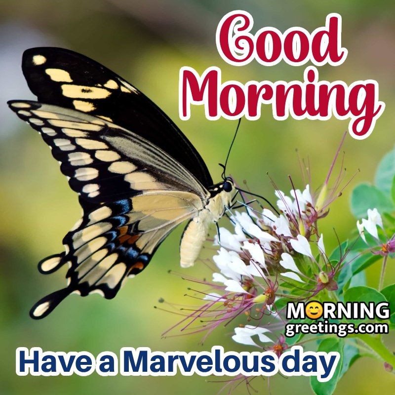 Good Morning Butterfly Pic For Marvelous Day