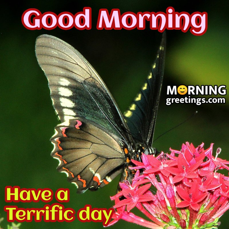 Good Morning Butterfly With Pink Flowers Picture