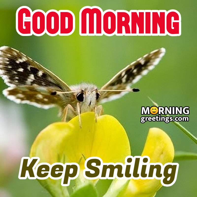 Good Morning Butterfly With Yellow Flower Image