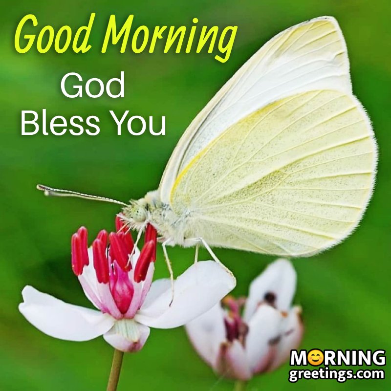 Good Morning God Bless You White Butterfly Best Pic