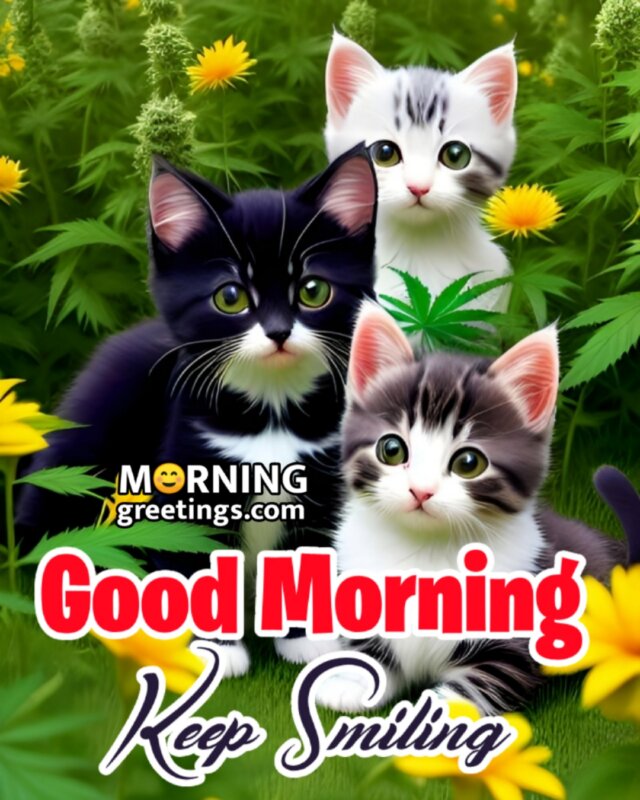Good Morning Keep Smiling Cat Pic