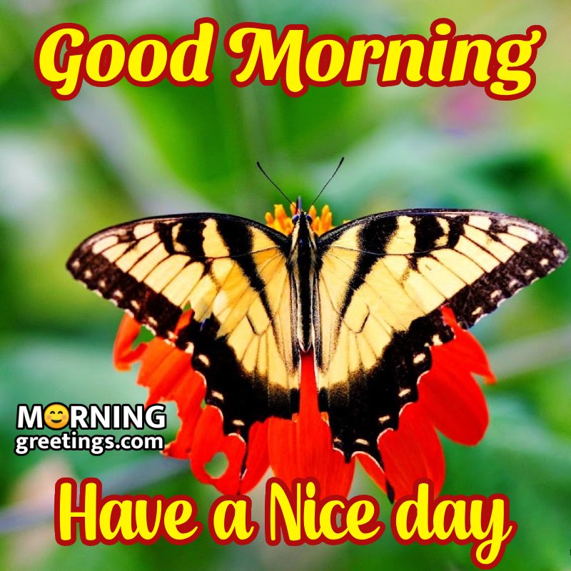 Good Morning Nice Day Butterfly Pic