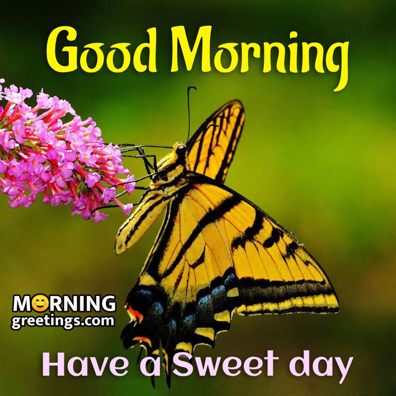 Good Morning Yellow Butterfly Sweet Day Image