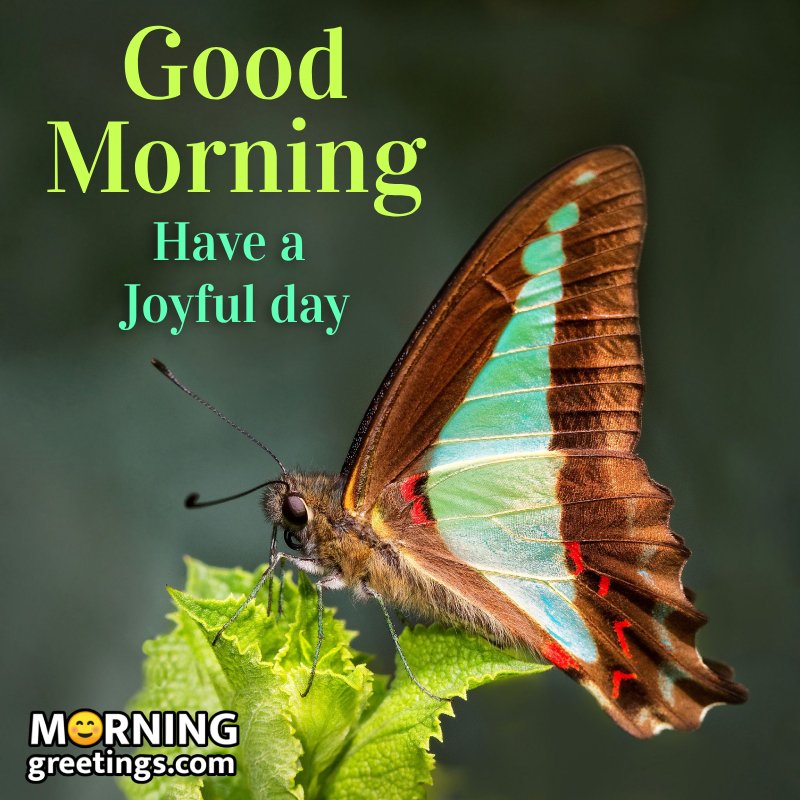 Good Mornning Butterfly Pic For Joyful Day