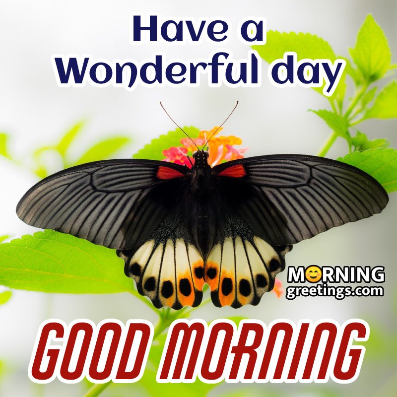 Have A Wonderful Day Good Morning Butterfly Pic