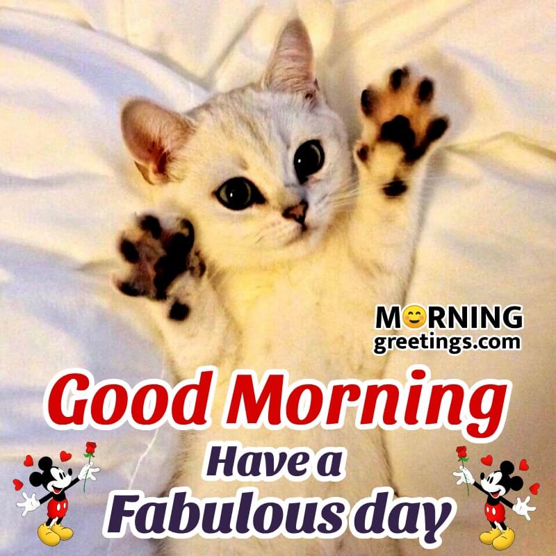 Lovely Good Morning Have A Fabulous Day Cat Photo