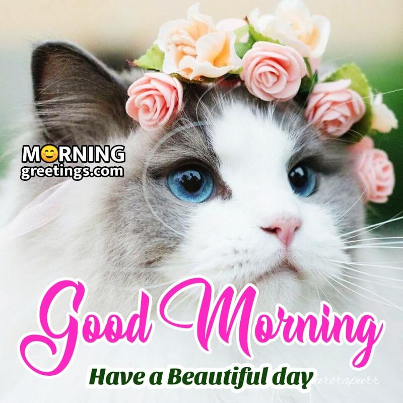 Morning Have A Beautiful Day Cat Pic