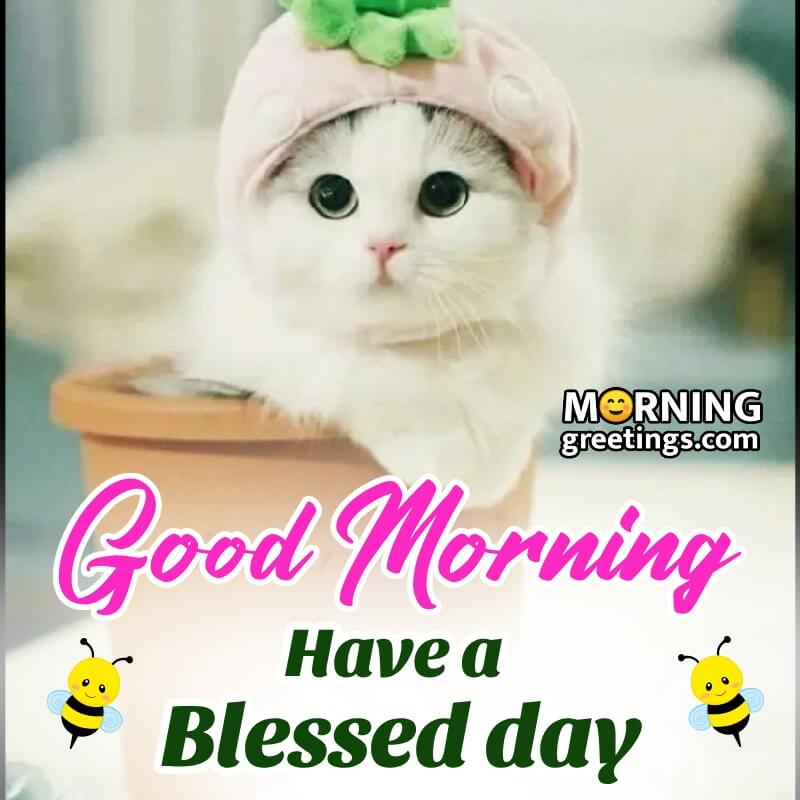 Morning Have A Blessed Day Cat Photo