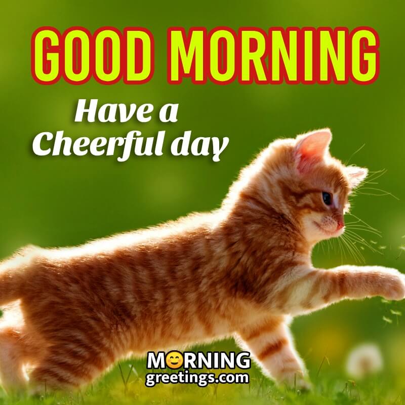 Morning Have A Cheerful Day Cat Picture