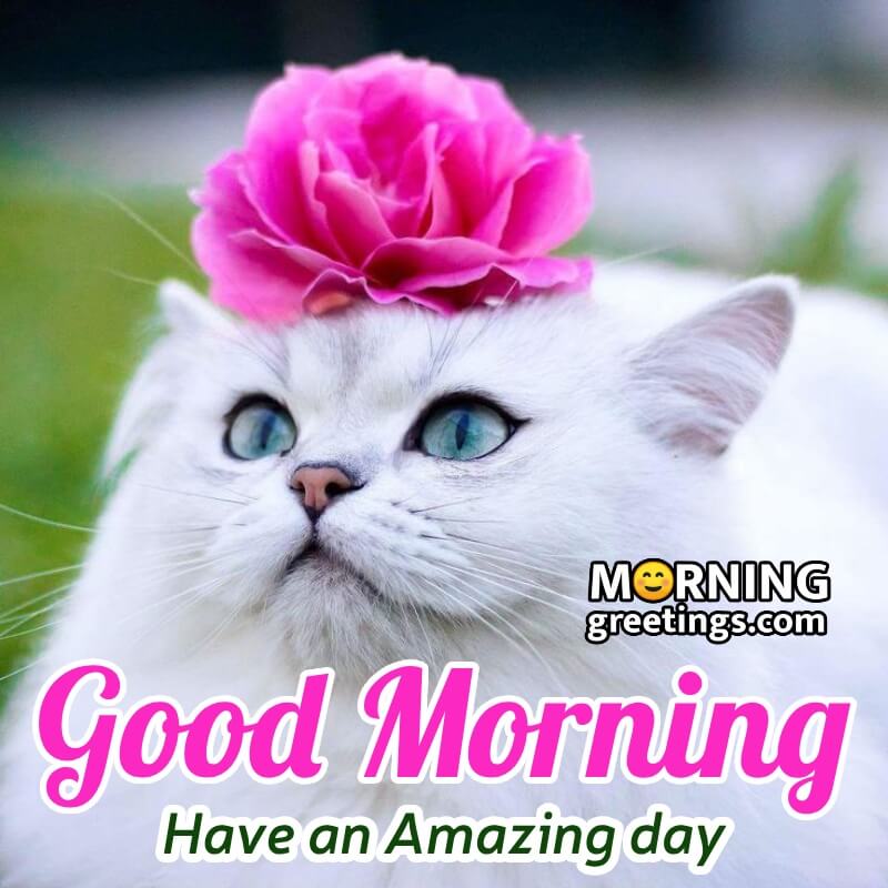 Morning Have An Amazing Day Cat Image