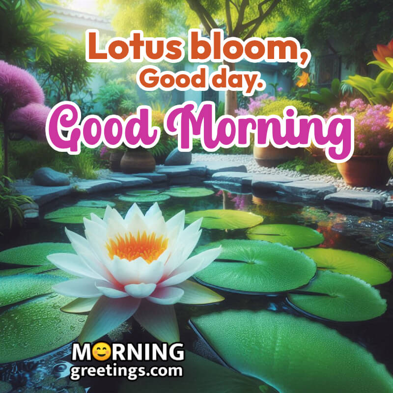 Awesome Lotus Good Morning Photo