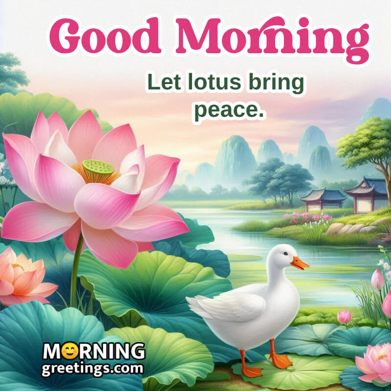 Great Morning Lotus Image