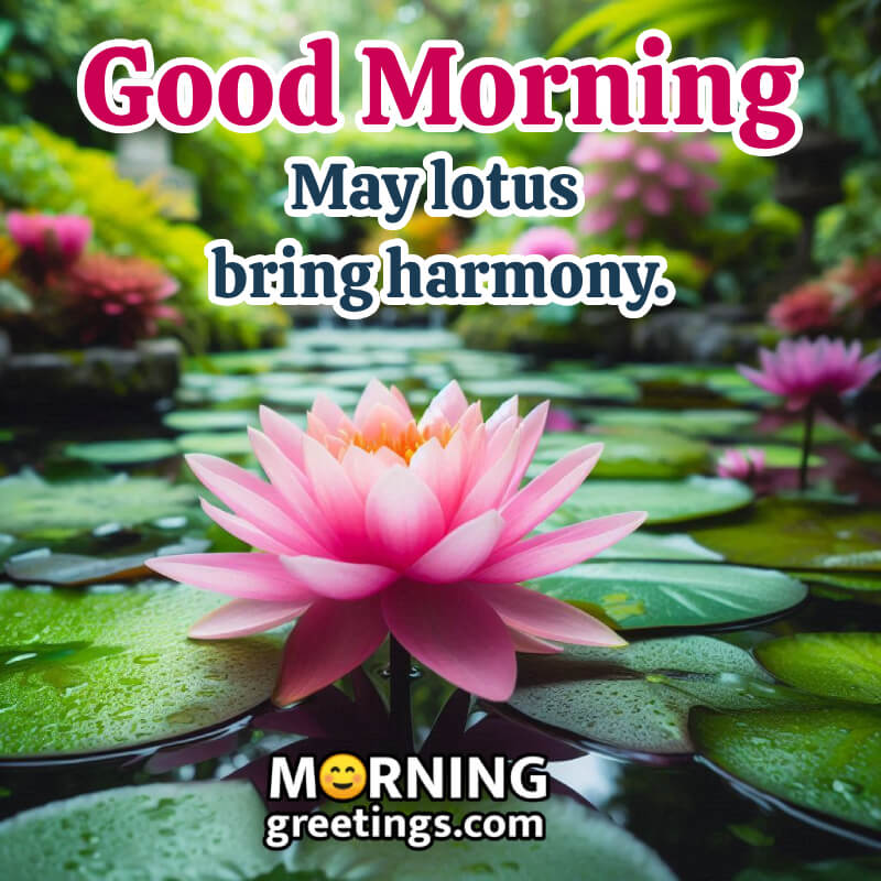 Lotus Good Morning Picture