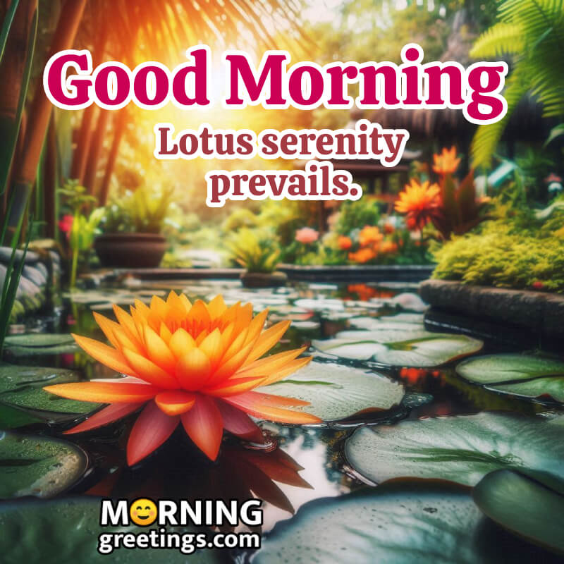 Lotus Morning Status Photo