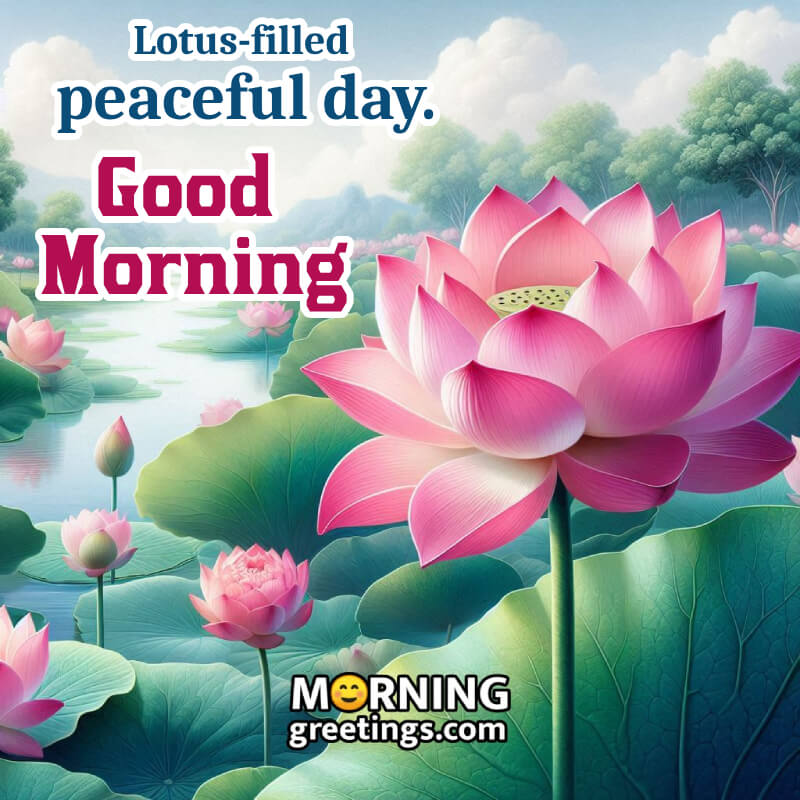 Morning Lotus Photo