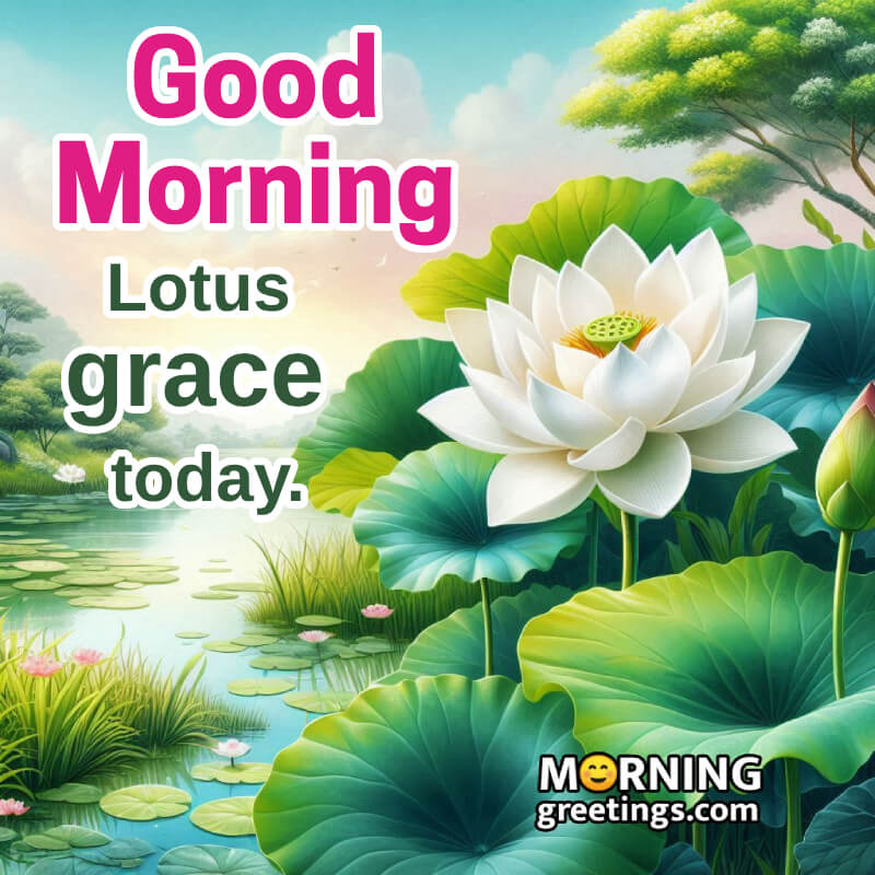 Outstanding Good Morning Lotus Photo