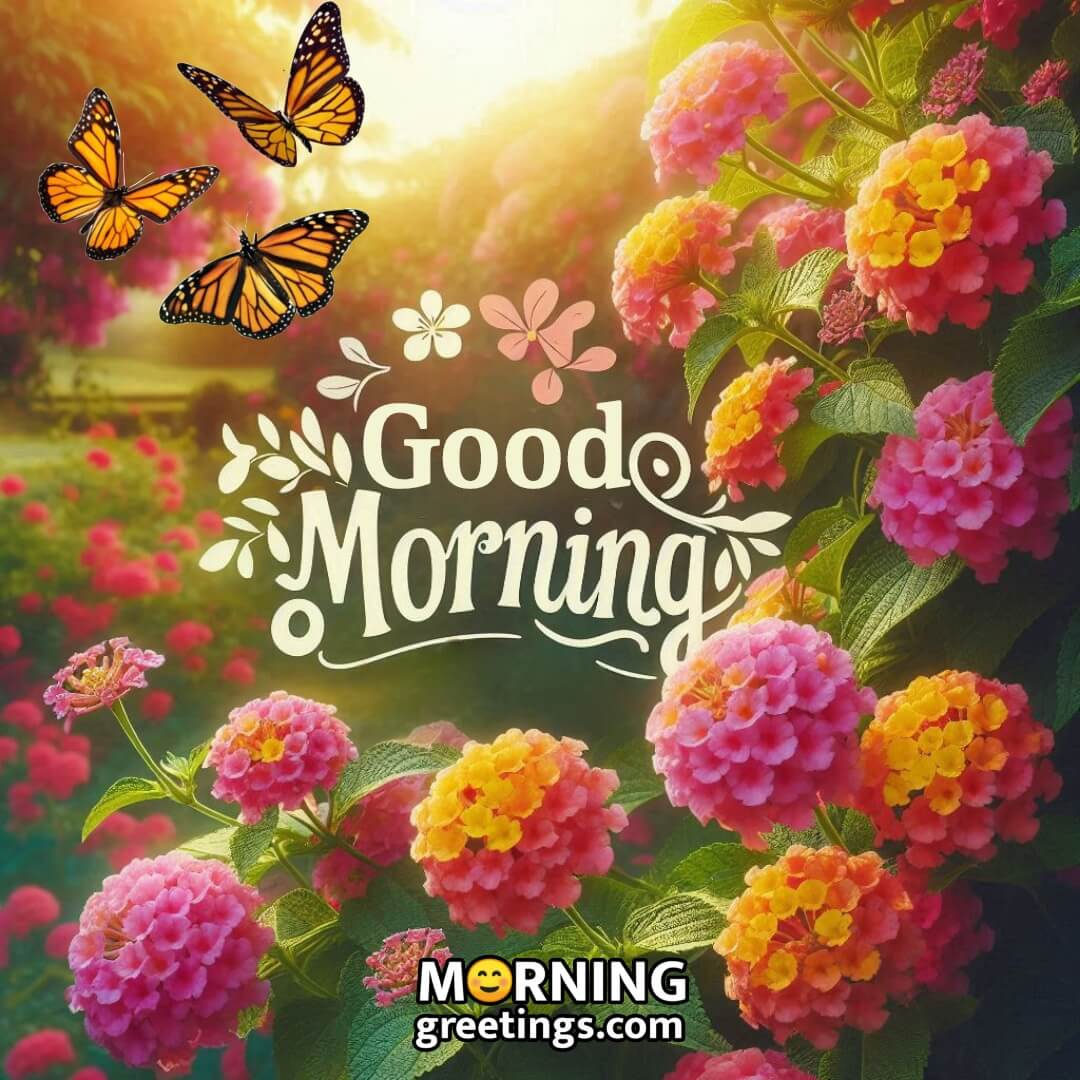 Best Butterfly Lantana Flowers Morning Image